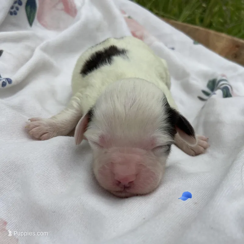 Mini boy 3, a male Australian Labradoodle for sale in Lagro, IN – Photo 1 of 1