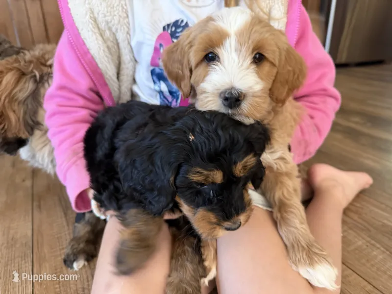 Red tri  – Bernedoodle puppy for sale in Lagro, IN