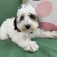 Blue Merle parti , a male Miniature Labradoodle for sale in Lagro, IN – 7 of 8