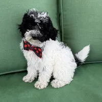 Black/white , a female Miniature Labradoodle for sale in Lagro, IN – 6 of 6