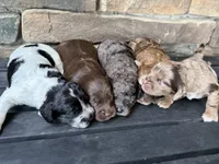 Red Merle 2, a female Australian Labradoodle for sale in Lagro, IN – 2 of 2