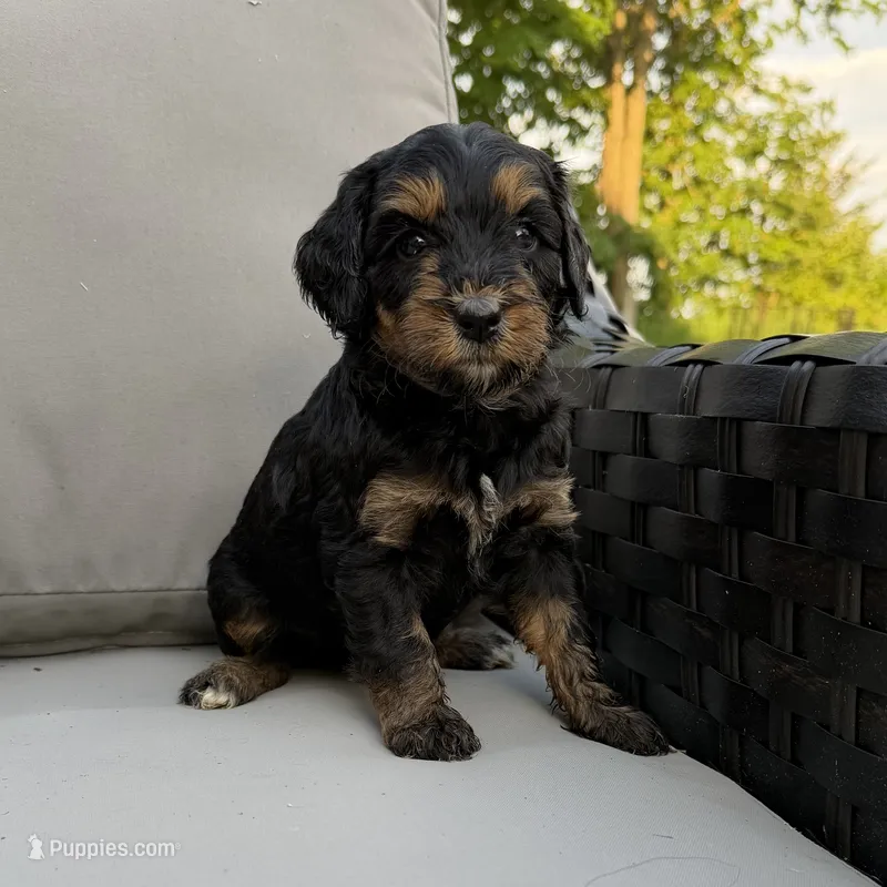 The only female  – Bernedoodle puppy for sale in Lagro, IN