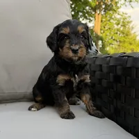 The only female , a female Bernedoodle for sale in Lagro, IN – 1 of 1