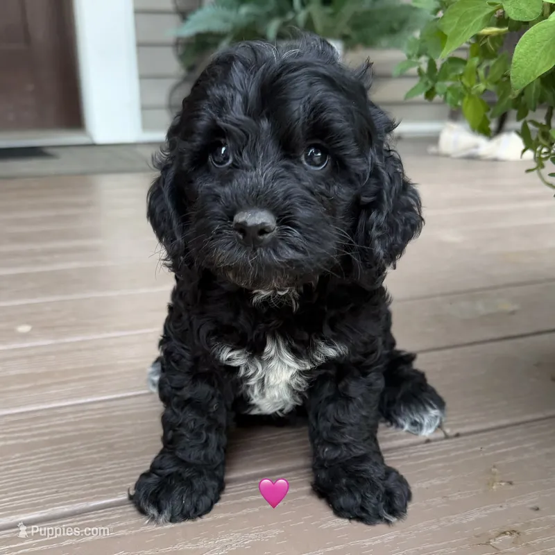 Silky black  – Australian Labradoodle puppy for sale in Lagro, IN