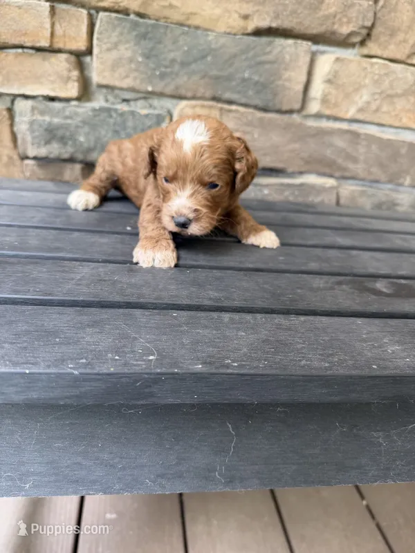 Deep red with white marks  – Australian Labradoodle puppy for sale in Lagro, IN