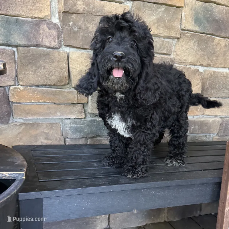 Silky black  – Australian Labradoodle puppy for sale in Lagro, IN