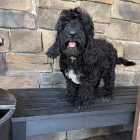 Silky black , a female Australian Labradoodle for sale in Lagro, IN – 1 of 3