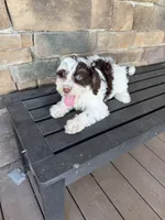 Choc phantom parti , a male Miniature Labradoodle for sale in Lagro, IN – 5 of 5