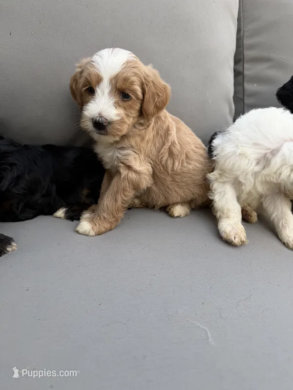 Red tri  – Bernedoodle puppy for sale in Lagro, IN