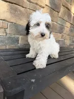 Red Merle parti , a male Miniature Labradoodle for sale in Lagro, IN – 4 of 4