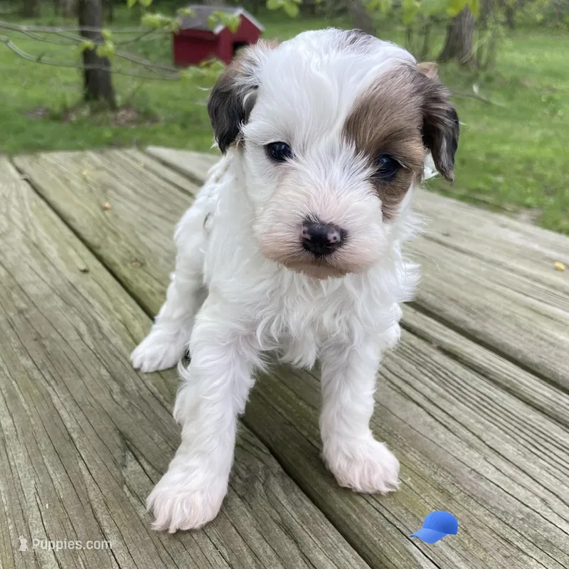 Blue Merle phantom parti  – Miniature Labradoodle puppy for sale in Lagro, IN