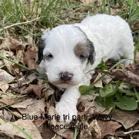 Blue Merle phantom parti , a male Miniature Labradoodle for sale in Lagro, IN – 2 of 2