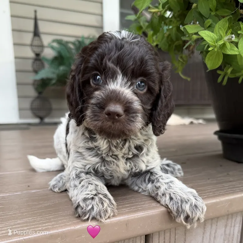 Chocolate ROAN – Australian Labradoodle puppy for sale in Lagro, IN