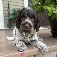 Chocolate ROAN, a female Australian Labradoodle for sale in Lagro, IN – 1 of 2