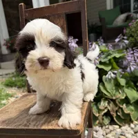 Sweet boy 2 , a male Havapoo for sale in Lagro, IN – 4 of 7