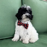 Black/white , a female Miniature Labradoodle for sale in Lagro, IN – 2 of 6