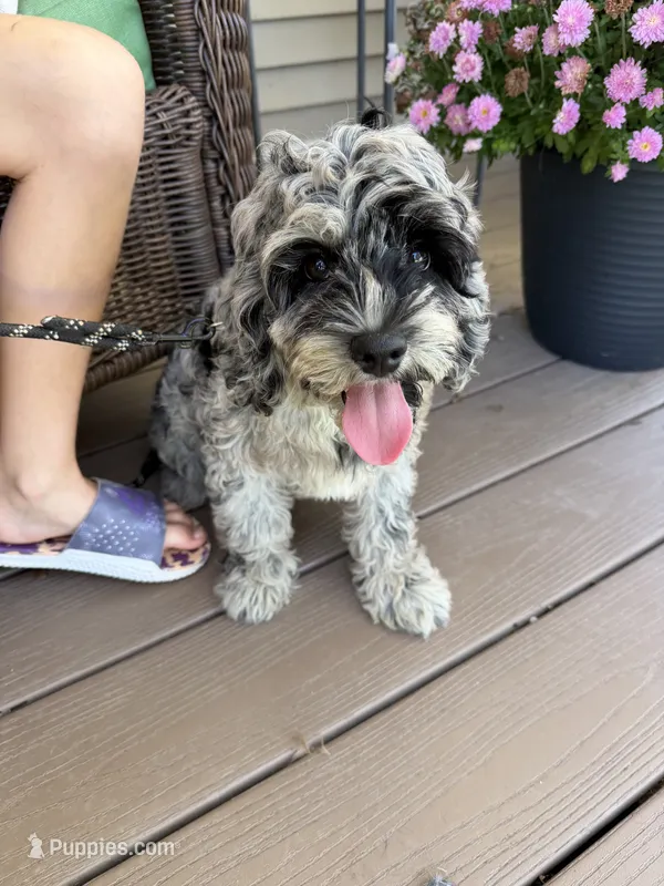 Merle female  – Cavapoo puppy for sale in Lagro, IN