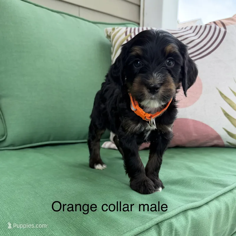 Orange collar  – Bernedoodle puppy for sale in Lagro, IN
