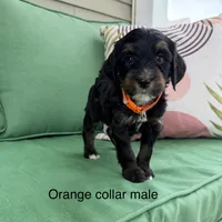 Orange collar , a male Bernedoodle for sale in Lagro, IN – 1 of 1