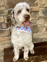 Christmas puppies!, a female Australian Labradoodle for sale in Lagro, IN – Photo 3 of 5