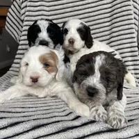 Christmas puppies!, a female Australian Labradoodle for sale in Lagro, IN – Photo 5 of 5