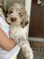 Christmas puppies!, a female Australian Labradoodle for sale in Lagro, IN – Photo 4 of 5
