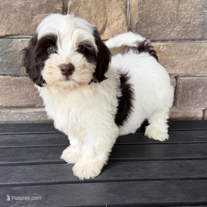Mini boy 3 – Australian Labradoodle puppy for sale in Lagro, IN