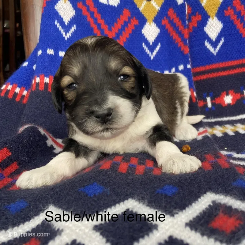 Sable white female 