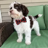 Choc phantom parti , a male Miniature Labradoodle for sale in Lagro, IN – 3 of 8