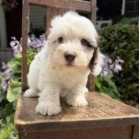 Sweet boy , a male Havapoo for sale in Lagro, IN – 6 of 6