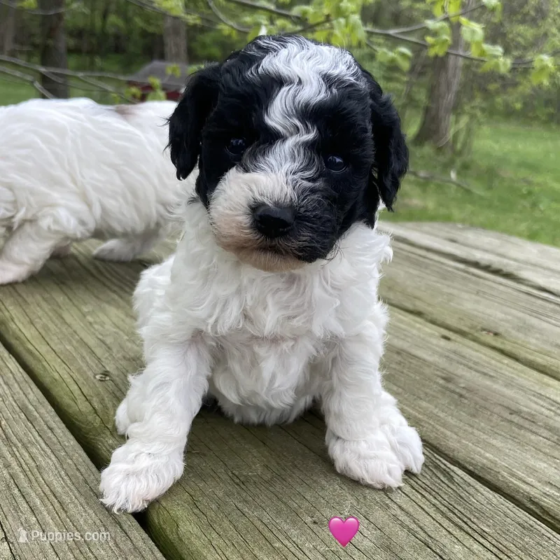Black/white  – Miniature Labradoodle puppy for sale in Lagro, IN