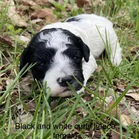 Black/white , a female Miniature Labradoodle for sale in Lagro, IN – 2 of 2