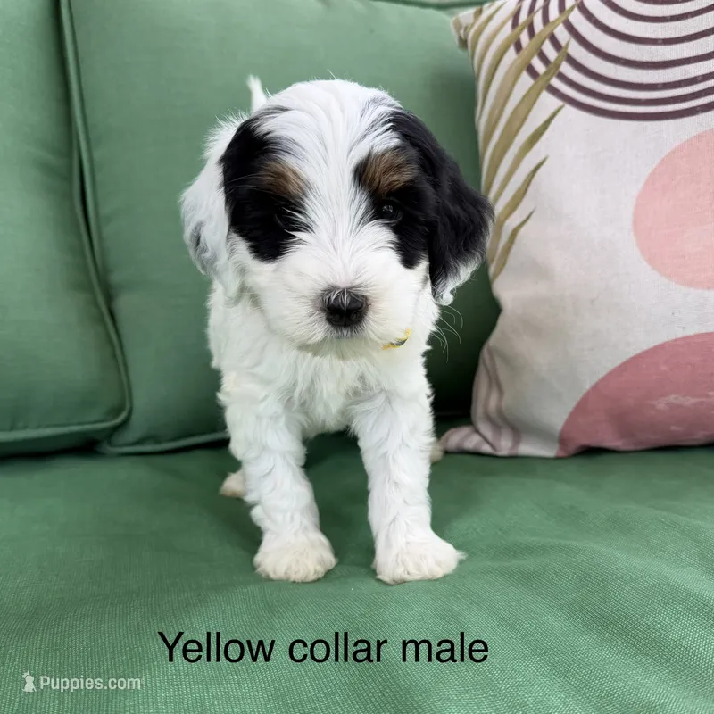 Tri parti 2 – Bernedoodle puppy for sale in Lagro, IN