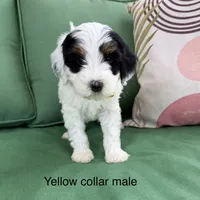Tri parti 2, a male Bernedoodle for sale in Lagro, IN – 1 of 1