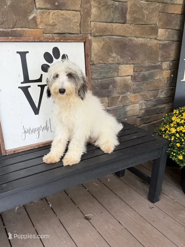 Blue Merle parti  – Miniature Labradoodle puppy for sale in Lagro, IN