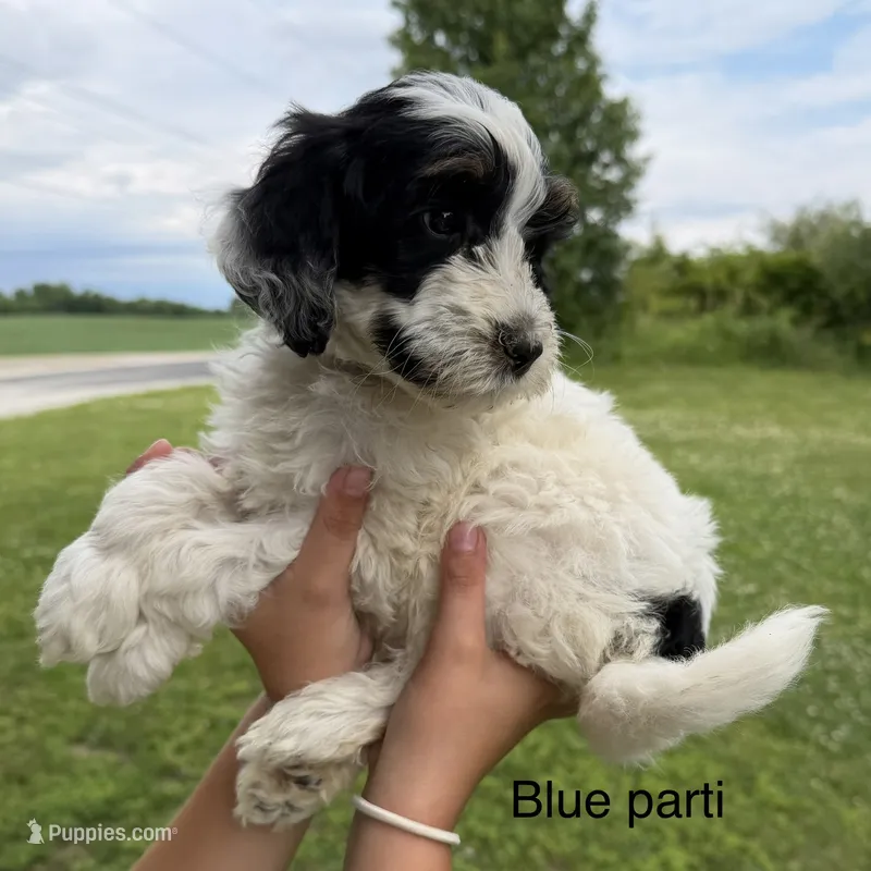 Tri parti  – Bernedoodle puppy for sale in Lagro, IN