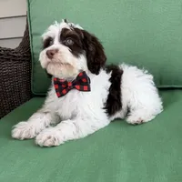 Choc phantom parti , a male Miniature Labradoodle for sale in Lagro, IN – 7 of 8