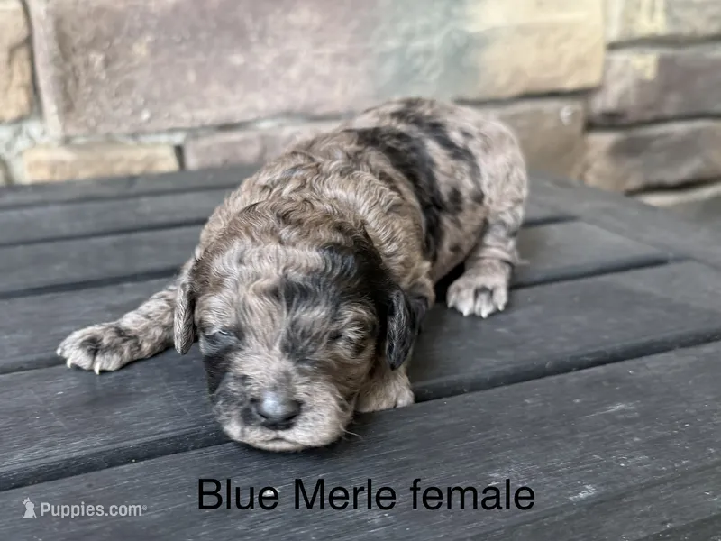 Blue Merle  – Australian Labradoodle puppy for sale in Lagro, IN