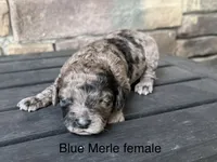 Blue Merle , a female Australian Labradoodle for sale in Lagro, IN – 1 of 1