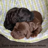 Mini doods, a female Labradoodle for sale in Lagro, IN – Photo 1 of 3