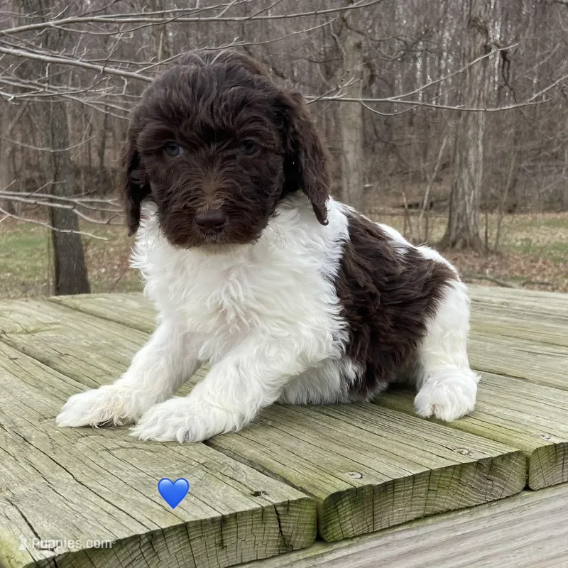 Choc white male  – Labradoodle puppy for sale in Lagro, IN