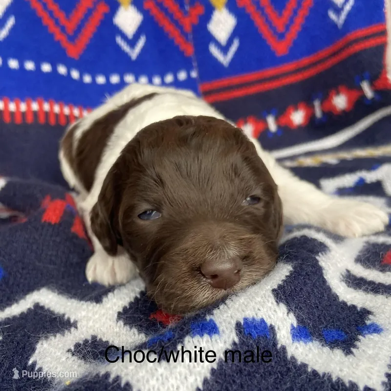 Choc white male 