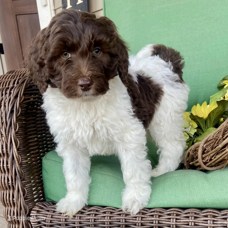 Choc white male  – Labradoodle puppy for sale in Lagro, IN