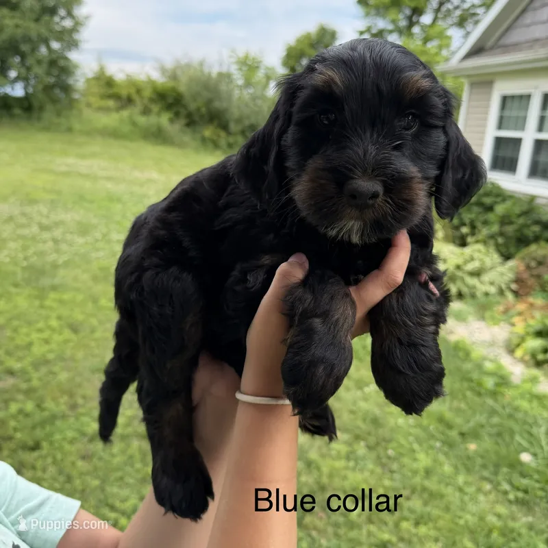 Blue collar  – Bernedoodle puppy for sale in Lagro, IN