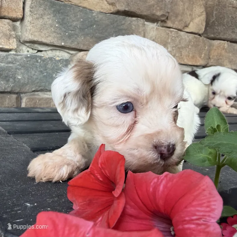 Sweet boy 3- blue eyes! – Havapoo puppy for sale in Lagro, IN
