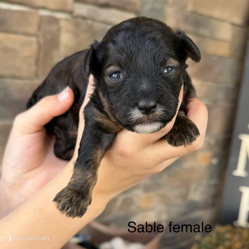 Sable  – Havapoo puppy for sale in Lagro, IN
