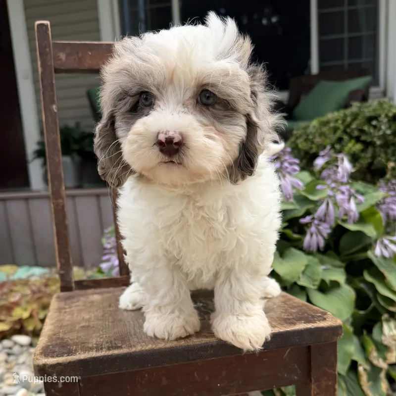 Little girl  – Havapoo puppy for sale in Lagro, IN
