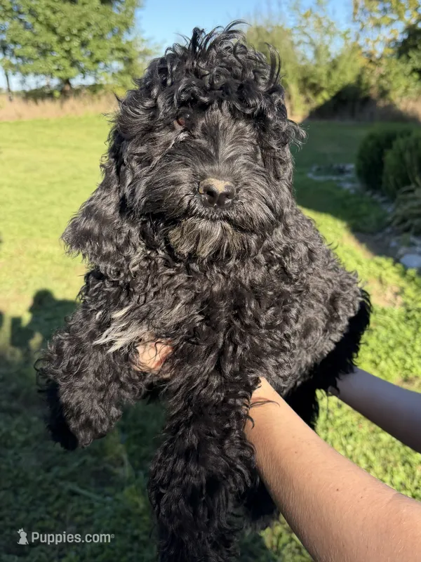Silky black  – Australian Labradoodle puppy for sale in Lagro, IN