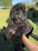 Silky black , a female Australian Labradoodle for sale in Lagro, IN – 1 of 4