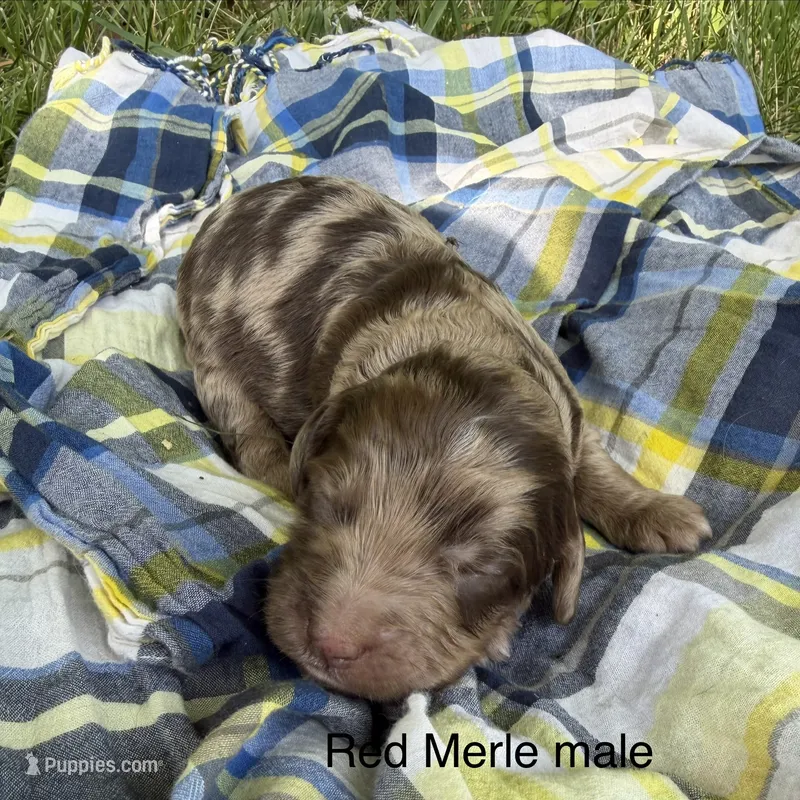 Flashy red merle  – Australian Labradoodle puppy for sale in Lagro, IN